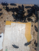 Beetle mealworm বিটল পোকা